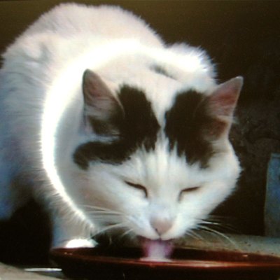 Büsi (video still; 2001), Peter Fischli and David Weiss.