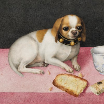 Lapdog with Biscotti and a Chinese Cup (c. 1648), Giovanna Garzoni. Gallerie degli Uffizi, Florence
