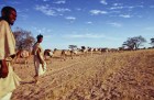 Dromedary camels, loaded with slabs of salt, on caravan route, Timbuktu, Mali (1971), Eliot Elisofon.