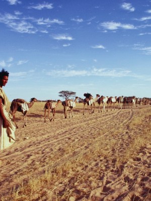Dromedary camels, loaded with slabs of salt, on caravan route, Timbuktu, Mali (1971), Eliot Elisofon.