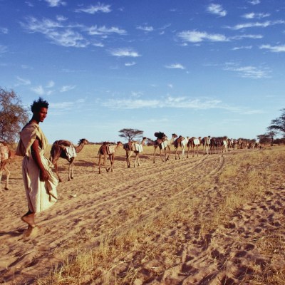 Dromedary camels, loaded with slabs of salt, on caravan route, Timbuktu, Mali (1971), Eliot Elisofon.