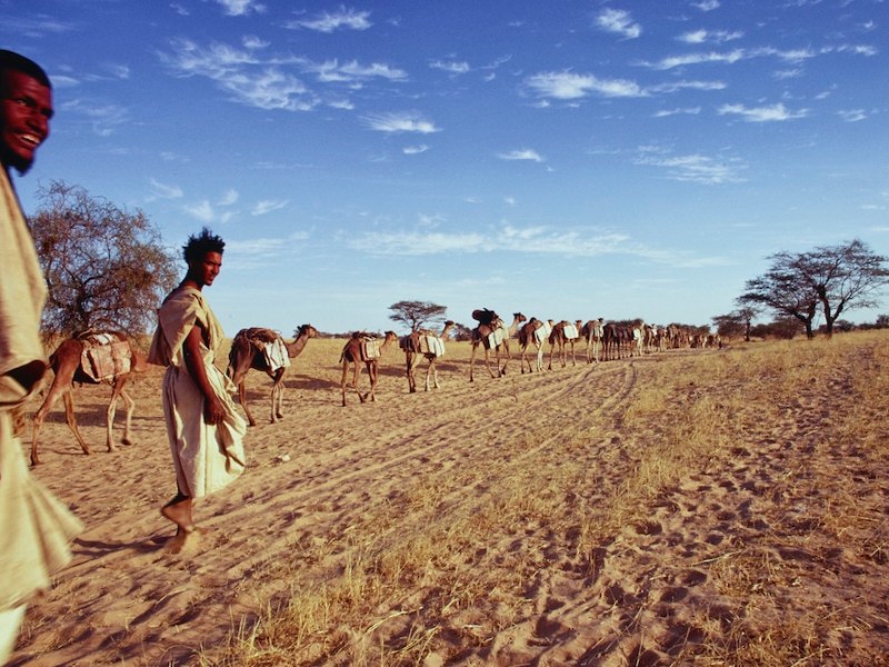 Dromedary camels, loaded with slabs of salt, on caravan route, Timbuktu, Mali (1971), Eliot Elisofon.