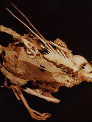 Mourning Dove (detail) from the series ‘ADSVMVS ABSVMVS’ (1982), Hollis Frampton.