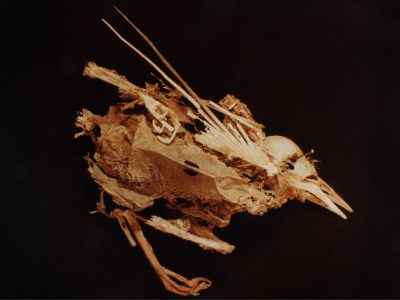 Mourning Dove (detail) from the series ‘ADSVMVS ABSVMVS’ (1982), Hollis Frampton.