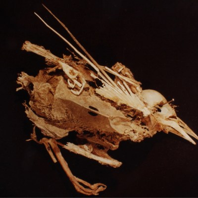 Mourning Dove (detail) from the series ‘ADSVMVS ABSVMVS’ (1982), Hollis Frampton.