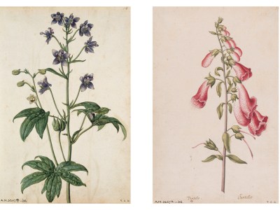 Pages 54 (‘Stavesacre’) and 25 (‘Foxglove’) in Jacques le Moyne de Morgues’ florilegium at the V&A (painted c. 1575)