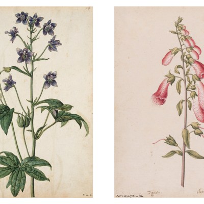 Pages 54 (‘Stavesacre’) and 25 (‘Foxglove’) in Jacques le Moyne de Morgues’ florilegium at the V&A (painted c. 1575)