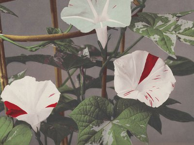 Morning Glory (detail), from Some Japanese Flowers (c. 1894), Kazumasa Ogawa.