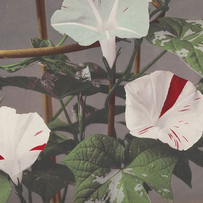 Morning Glory (detail), from Some Japanese Flowers (c. 1894), Kazumasa Ogawa.