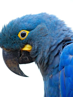 Bird’s eye – Lear’s macaw in its natural habitat.