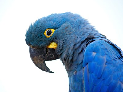 Bird’s eye – Lear’s macaw in its natural habitat.