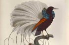 Plate 16 from Histoire naturelle des oiseaux de paradis et des rolliers, Volume 1 (detail; 1806), illustrated by François Le Vaillant.