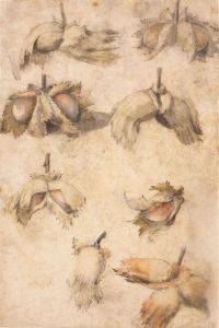 Hazelnut studies by Giovanni da Udine
