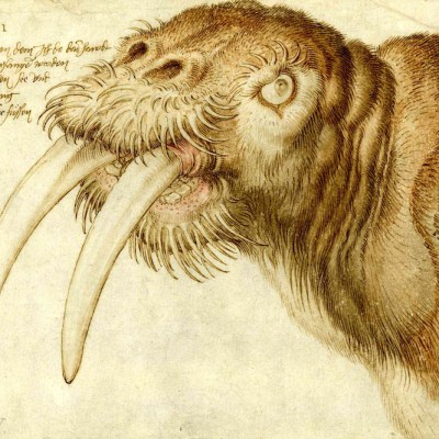 Head of a walrus (1521), Albrecht Dürer.