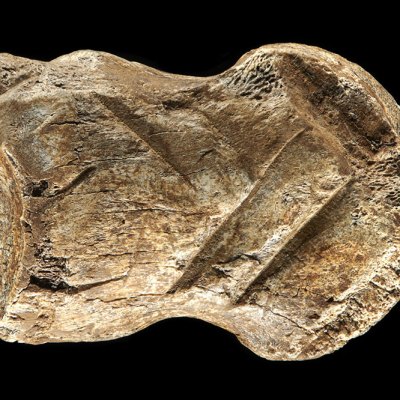 Bone age: the engraved phalanx from Einhornhöhle.