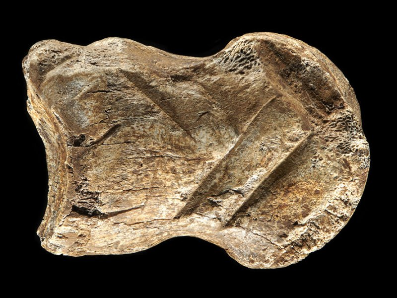 Bone age: the engraved phalanx from Einhornhöhle.