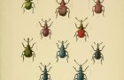 W. W. Fowler, The Coleoptera of the British Islands, Vol. 5, 1891. China Blue is visible on the bottom left.