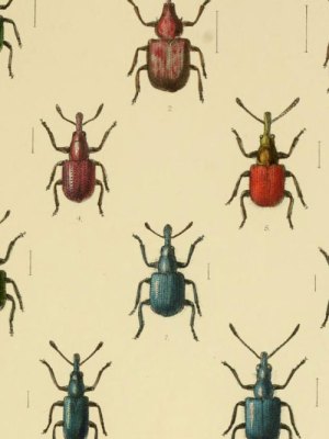 W. W. Fowler, The Coleoptera of the British Islands, Vol. 5, 1891. China Blue is visible on the bottom left.