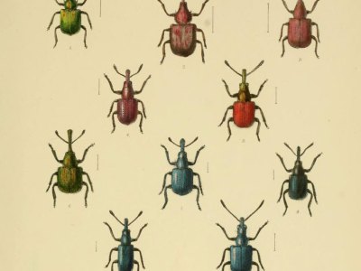 W. W. Fowler, The Coleoptera of the British Islands, Vol. 5, 1891. China Blue is visible on the bottom left.