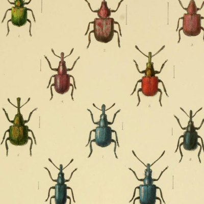 W. W. Fowler, The Coleoptera of the British Islands, Vol. 5, 1891. China Blue is visible on the bottom left.