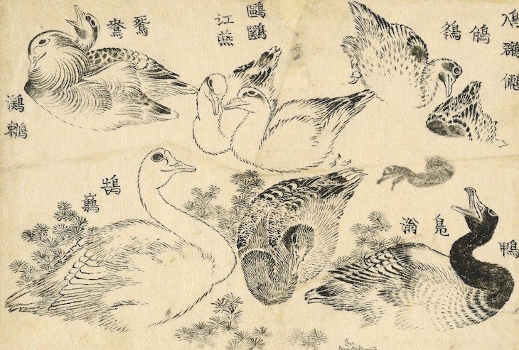 ‘Various aquatic birds’, from the Great Picture Book of Everything (1820s–40s), Katsushika Hokusai.