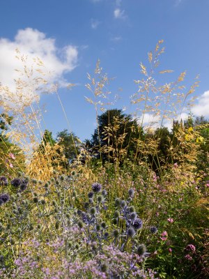 A view of the Merton Borders at the Oxford Botanic Garden, photographed in summer 2018