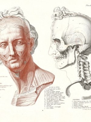 Head of the Apollo Belvedere, Rendered Anatomically (1812), Nikolaj Utkin after Jean-Galbert Salvage. Getty Research Institute, Los Angeles