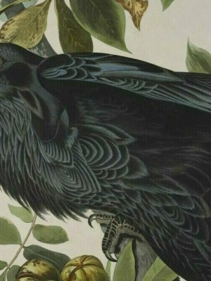 Detail of a print depicting a raven by John James Audubon.