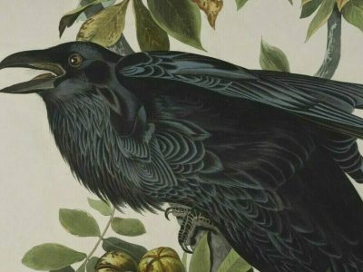 Detail of a print depicting a raven by John James Audubon.