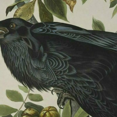 Detail of a print depicting a raven by John James Audubon.