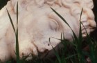 Pan Amicus (detail of video still; 2021), Tacita Dean. Courtesy Marian Goodman Gallery, New York/Paris/Frith Street Gallery, London; © 2021 Tacita Dean