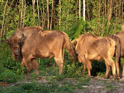 Bison at the Wildwood Trust nature reserve in Kent on 18 July 2022.