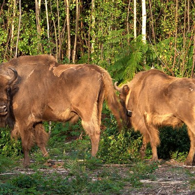 Bison at the Wildwood Trust nature reserve in Kent on 18 July 2022.