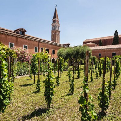 Venice vineyard