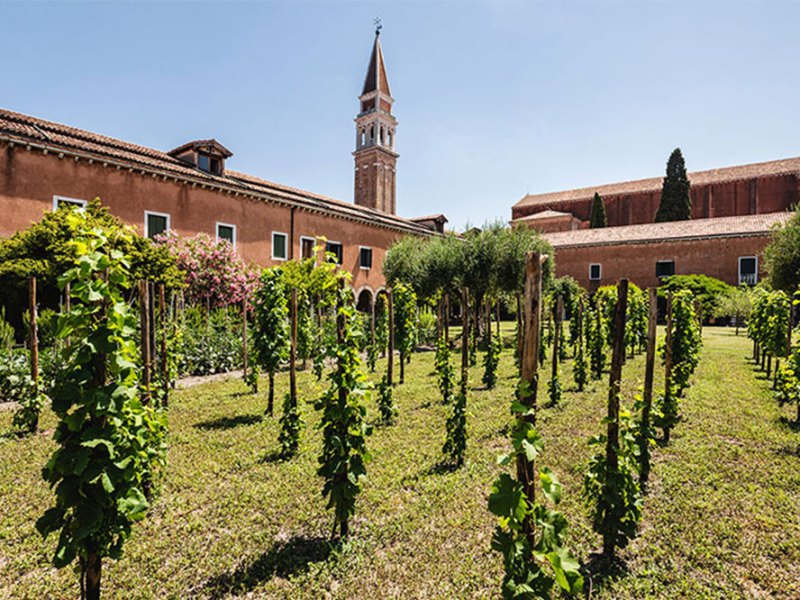 Venice vineyard