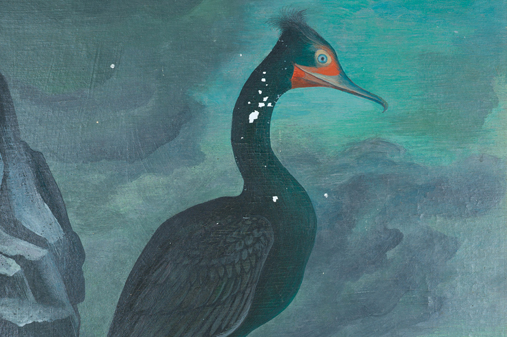 ‘This bird’s a doofus’ – the unlikely charms of a featherbrained friend