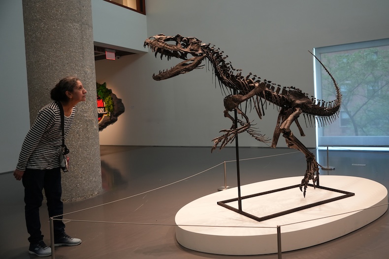 juvenile Ceratosaurus nasicornis skeleton on display before auction at Sotheby's New York