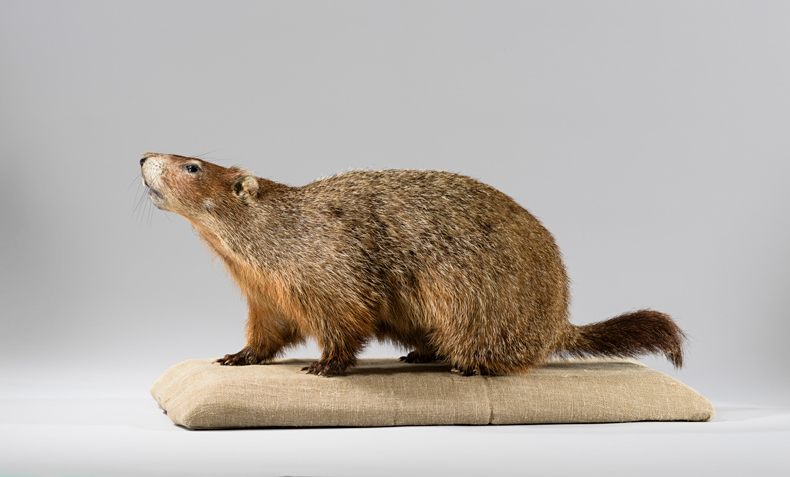 Artists and scientists have long been close observers of the natural world, as this exhibition at the National Gallery of Art makes clear