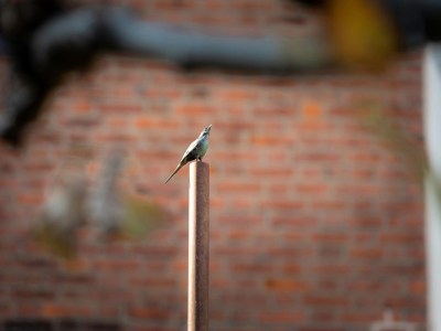 Four things to see: Birds