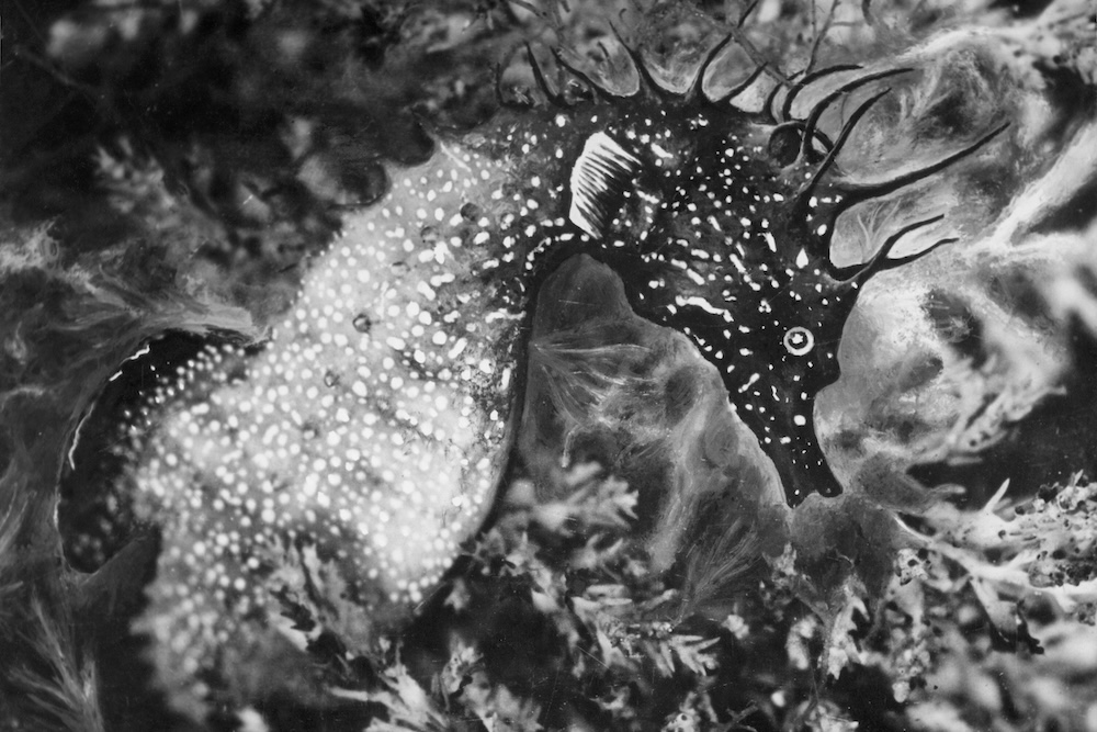 Jean Painlevé, magician of Surrealism and science