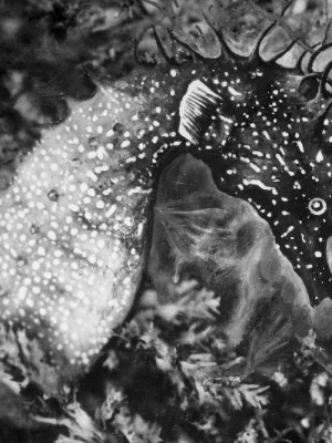 Jean Painlevé, magician of Surrealism and science