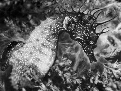 Jean Painlevé, magician of Surrealism and science