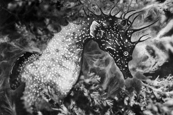 Jean Painlevé, magician of Surrealism and science