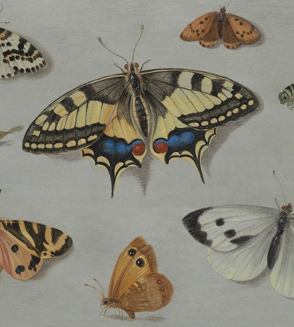 The butterfly effect in art