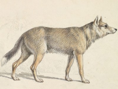A wily history of coyotes in art