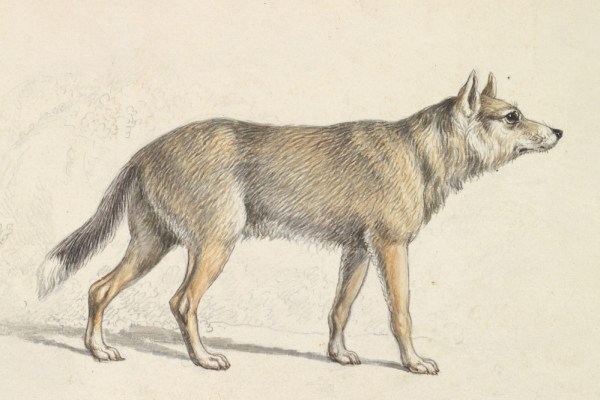 A wily history of coyotes in art