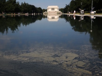 Reflections on a green pool