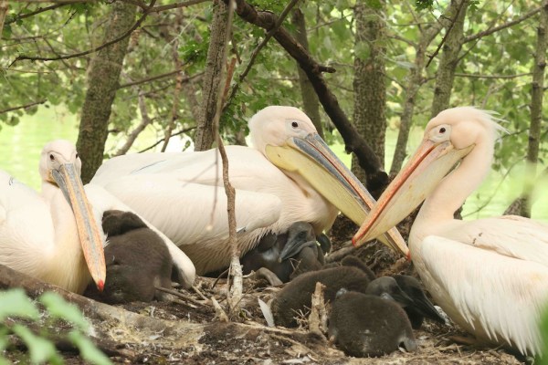 St James’s Park gets some new feathers in its cap
