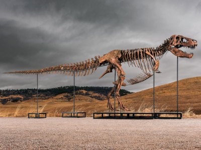 The dinosaur bones leaving a big footprint in the art market